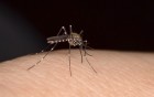 Hilfreiche Maßnahmen bei Insektenstichen