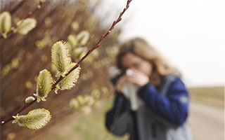 Weidenkätzchen im Vordergrund, Person niest im Hintergrund.