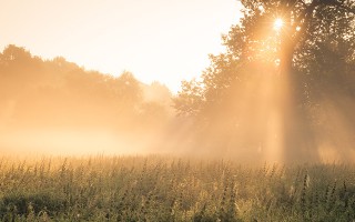 Morgensonne scheint durch nebliges Feld
