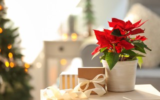 Weihnachtlicher Tisch mit einem roten Weihnachtsstern im Blumentopf und dekorativen Geschenkboxen mit Schleifen.