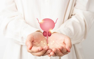 Hände halten Darstellung der männlichen Prostata