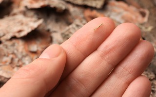 Fingerspitzen mit einem Splitter